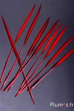 Faisan doré queue strippée - 20-24 cm - rouge